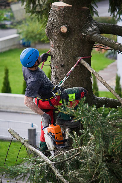 Best Utility Line Clearance  in Fullerton, CA